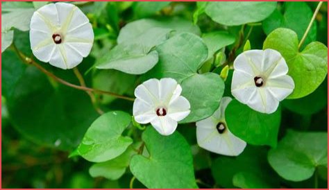 Unveiling The Life And Partner Of Tom Hughes: A Comprehensive Guide